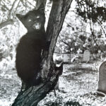 black cat